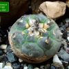 Turbinicarpus _jauernigii_ 01
